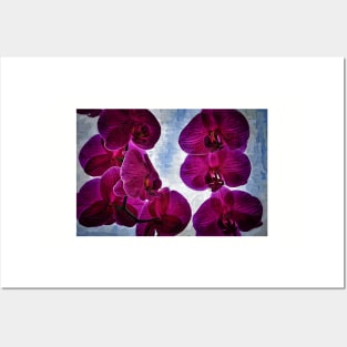 Back Lit Orchids Posters and Art